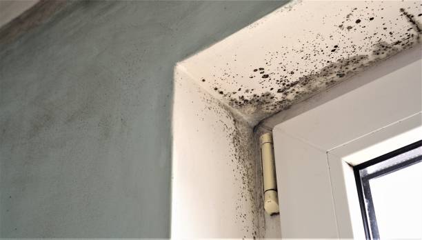 Best Commercial Mold Inspection  in Monona, IA