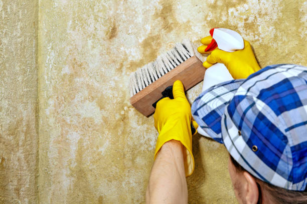 Best Mold-Related Health Consultation  in Monona, IA