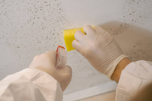 Best Residential Mold Inspection & Testing  in Monona, IA