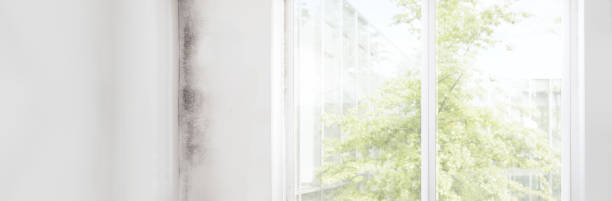 Best Comprehensive Air Testing for Mold Contaminants  in Monona, IA
